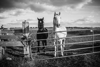 Horse cart on field against sky