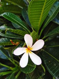 Close-up of white flowering plant