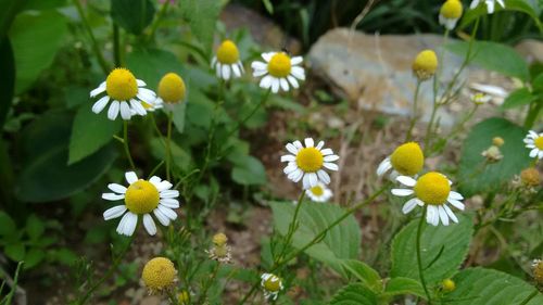 Close-up of white daisy flowers