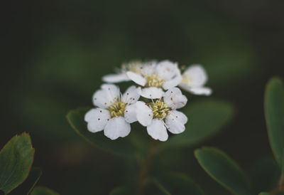 Close-up of white cherry blossom outdoors