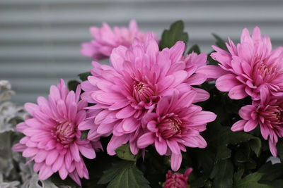 Close-up of pink flowering plants