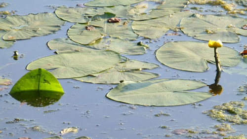 High angle view of lily pads floating on lake