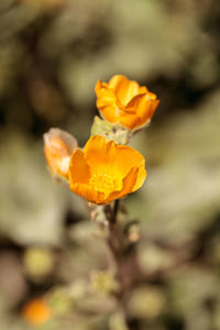 Close-up of yellow flower blooming outdoors