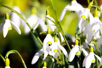 Close-up of white flowering plants