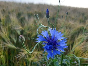 Close-up of purple flowering plant on land