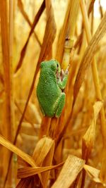 Close-up of frog on plant