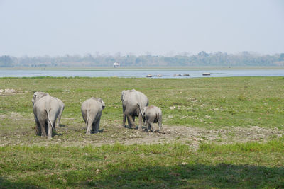 Elephants move towards a water body to join another herd of elephants bathing.