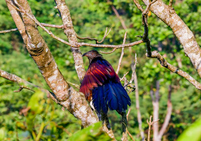 Close-up of bird perching on tree
