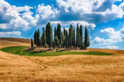 Trees on field against sky