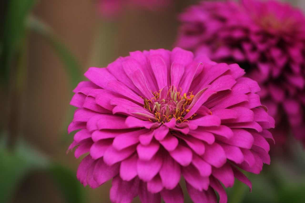 CLOSE-UP OF PURPLE DAHLIA