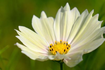 Close-up of white flower