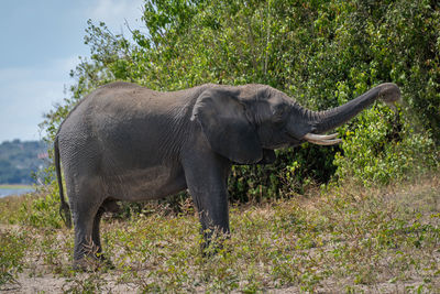 African elephant standing on riverbank throwing sand