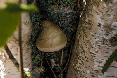 Close-up of fresh tree trunk
