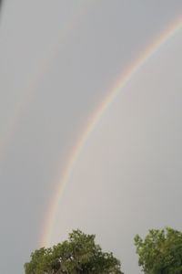 Rainbow over trees against sky