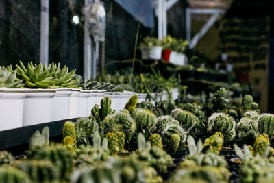 Potted plants at market stall