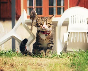 Cat in grass