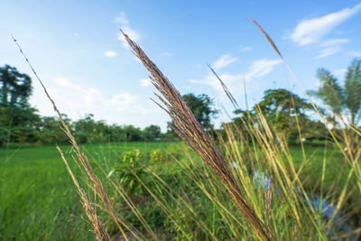 Close-up of stalks in field against sky