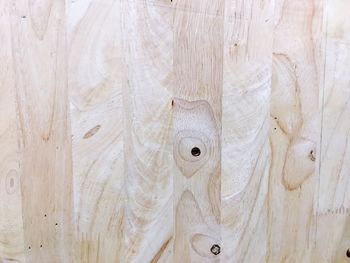 Close-up of white lizard on wood