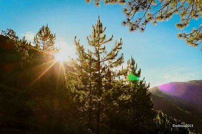 Sun shining through trees