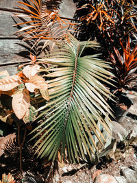 Close-up of leaves on tree