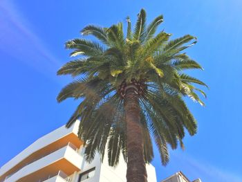 Low angle view of palm trees against blue sky