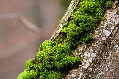 Close-up of moss growing on tree trunk