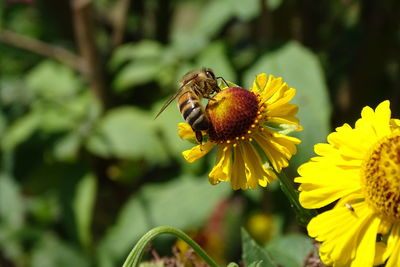 Close-up of insect on yellow flower