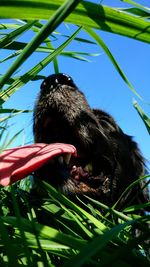 Low angle view of horse on tree against sky