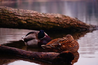 Close-up of birds in lake