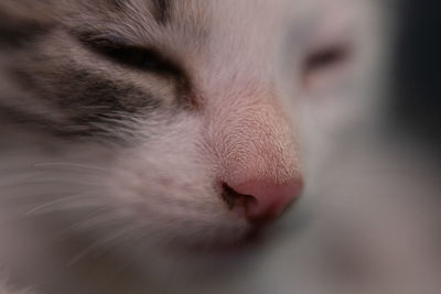 Close-up of cat sleeping