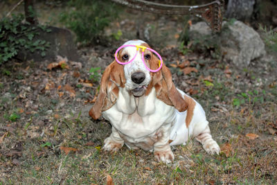 Dog wearing glasses on field