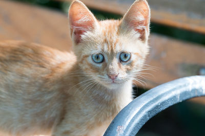 Close-up portrait of kitten on park bench