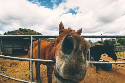 Close-up of horse on shore against sky