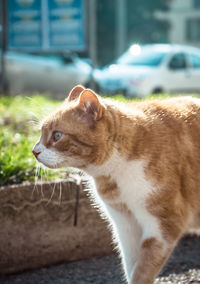 Close-up of a cat looking away