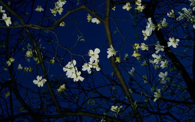 Low angle view of flowering plant against sky