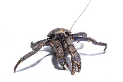 Close-up of insect over white background