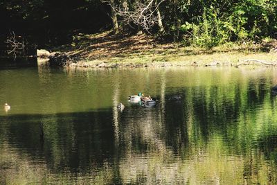 Scenic view of lake against trees