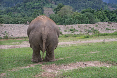 Elephant in field