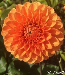 Close-up of orange flower blooming outdoors