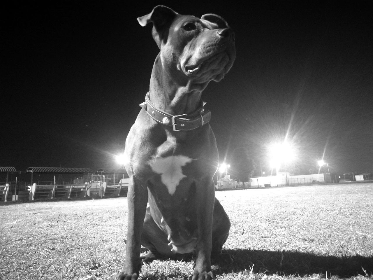 dog, mammal, domestic animals, night, one animal, animal themes, pets, illuminated, grass, field, outdoors, sky, nature, no people