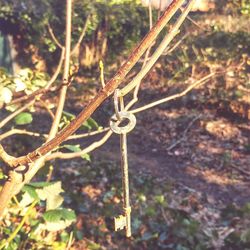 Close-up of plant growing in forest