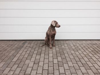 Dog looking to the side in front of plain background