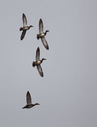 Low angle view of birds flying in the sky