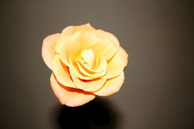 Close-up of rose against blurred background