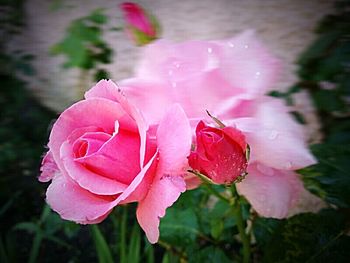 Close-up of pink rose