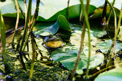 Close-up of lotus water lily in lake