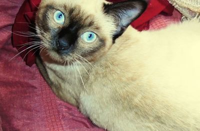 Close-up portrait of a cat