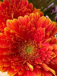 Close-up of red gerbera daisy