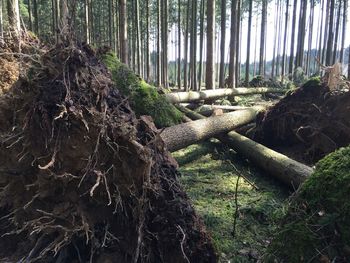 Trees in forest