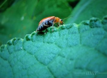 Close-up of insect on leaf